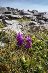 burren