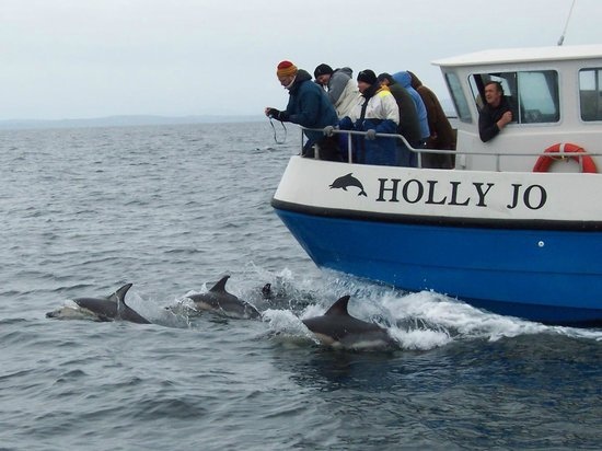 cork whale watch